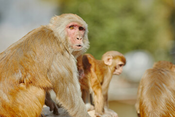 Monkeypox virus, monkeys in the wild spread the virus