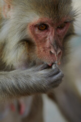 Monkeypox virus, monkeys in the wild spread the virus