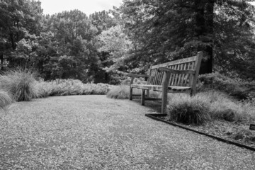 black and white photograph of a path and a bench in the middle of the forest