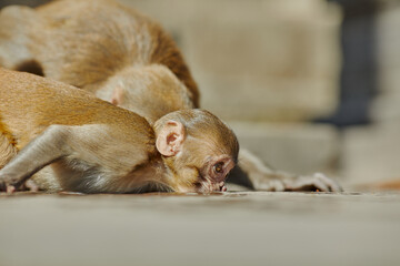 Monkeypox virus, monkeys in the wild spread the virus