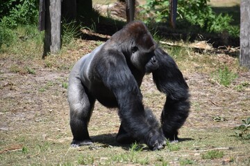 Gorilla walking around, in Safari Park Beekse Bergen in Netherlands.