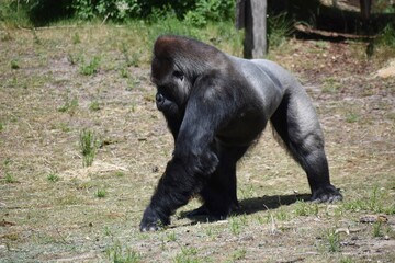 Gorilla walking around, in Safari Park Beekse Bergen in Netherlands.
