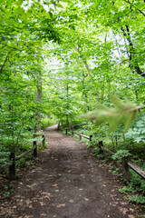 Ground rural road in the middle of forest