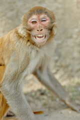 Monkeypox virus, monkeys in the wild spread the virus