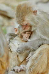 Monkeypox virus, monkeys in the wild spread the virus