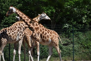 Naklejka na ściany i meble Group of giraffes at Safari Park Beekse Bergen, in Netherlands.
