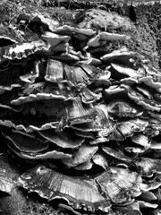 black and white background