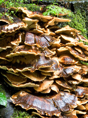 mushrooms in the forest