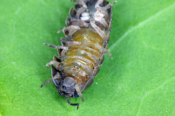 Close up of a woudlouse species , Porcellio spinicornis.