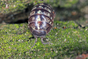 Close up of a woudlouse species , Porcellio spinicornis.