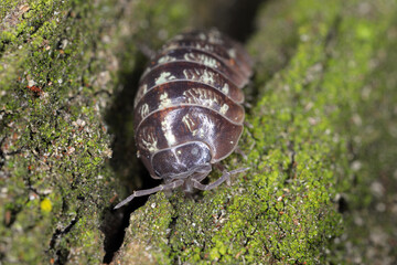 Close up of a woudlouse species , Porcellio spinicornis.