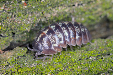 Close up of a woudlouse species , Porcellio spinicornis.
