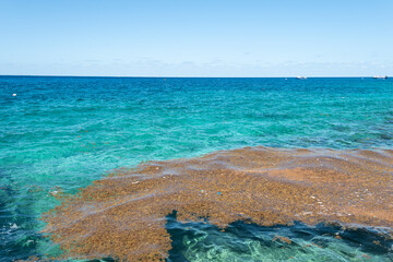 sargassum floating in the mexican caribbean sea