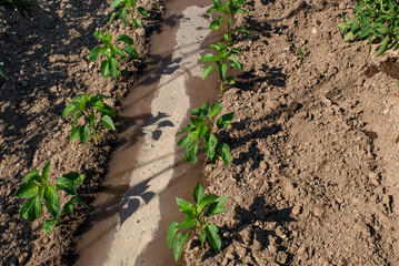 Pimenteras pequeñas, con surco en medio recién regado, regar el huerto