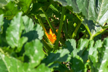 Flor calabazín, planta de calabacín en la huerta de verano