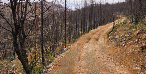 Black burnt tree trunks as a result of a wildfire in a forest in the Jerusalem mountains. Ecological catastrophe. Forest fire. Road covered by yellow grass.