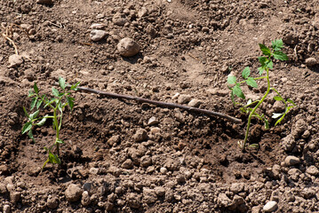 Tomateras pequeñas recien plantadas en el huerto