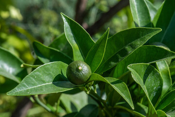 naranja pequeña y verde en el arbol, creciendo, fruta verde en verano, de flor de azahar pasa a...