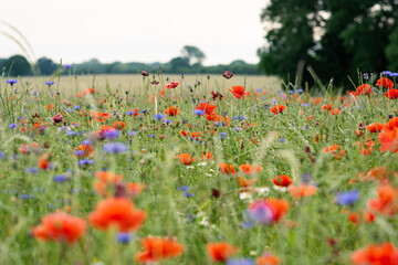 Meadow of colorful summer flowers