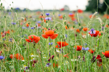 Meadow of colorful summer flowers