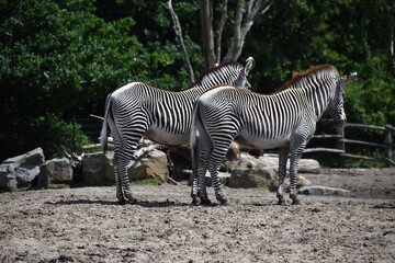 Fototapeta na wymiar Zebras at Safari Park Beekse Bergen in Netherlands.