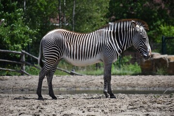 Fototapeta na wymiar Zebra at Safari Park Beekse Bergen in Netherlands.