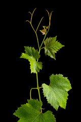 Macro detail of the branch with leaves of a vine isolated on black