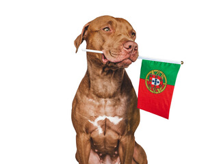Lovable, pretty dog and Flag of Portugal. Closeup, indoors. Studio photo. Congratulations for family, loved ones, relatives, friends and colleagues. Pets care concept