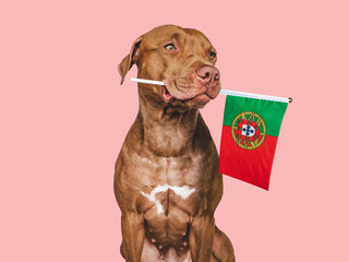 Lovable, pretty dog and Flag of Portugal. Closeup, indoors. Studio photo. Congratulations for family, loved ones, relatives, friends and colleagues. Pets care concept