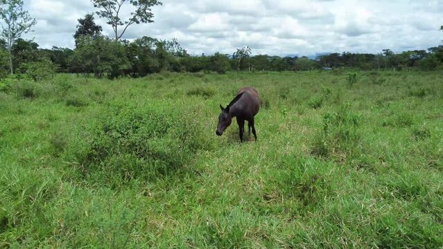 llanura - caballo