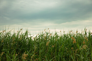 Reed grass. Cattail and reed against a cloudy sky. Reeds.