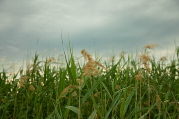 Reed grass. Cattail and reed against a cloudy sky. Reeds.