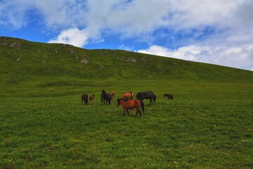 horses on the meadow