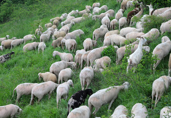 flock with shorn sheep without wool fleece before the hot summer time grazing on  mountains
