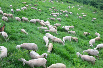 flock with many shorn sheep without wool fleece before the hot summer time grazing on the meadow