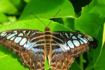 Papillon Parthenos sylvia violacea