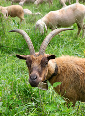 Big two horns of the mountain goat as it grazes the green grass of the meadow and the sheep in the background
