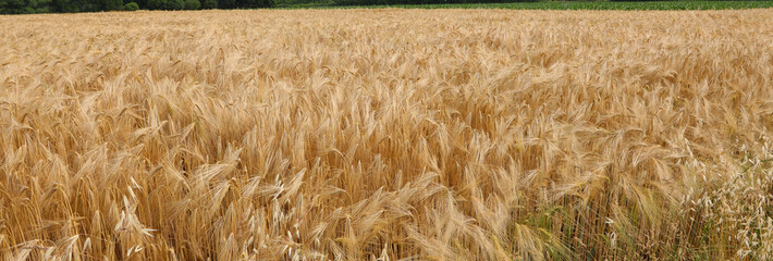 background of wheat in the cultivated field - obrazy, fototapety, plakaty