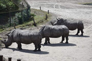 Black Rhinoceros at Safari Park Beekse Bergen, in Netherlands.