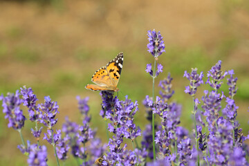 Butterfly called vanessa cardui. or Painted Lady on the lavender flowers to suck out the sweet nectar in summer