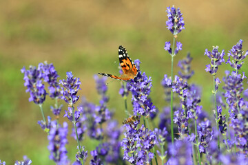 Butterfly called vanessa cardui. or Painted Lady on the lavender flowers to suck out the nectar in summer