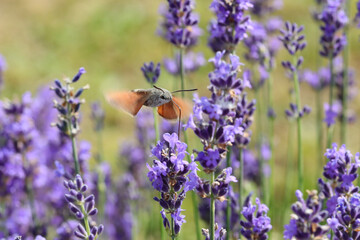 Hummingbird hawk-moth with straw stretched out drinking from a lavender flower