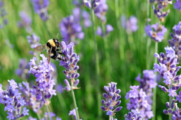 bumblebee also called bombus is a big insect that flies over lavender flowers to suck out the sweet nectar