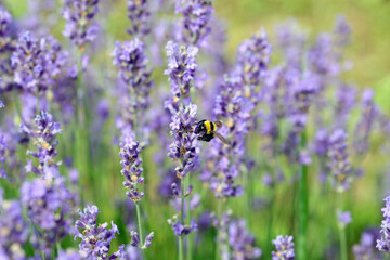 bumblebee also called Bombus while sucks nectar on the lavandula flower