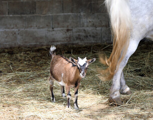 Obraz premium small nanny in the stable and legs of horse