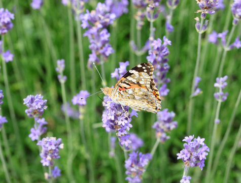 Underside of butterfly called VANESSA CARDUI on the lavender flower