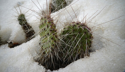 Hibernating in the open ground cacti, in the spring under the snow