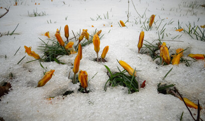 Crocuses, spring flowers sprout from the snow