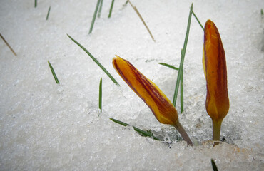 Crocuses, spring flowers sprout from the snow