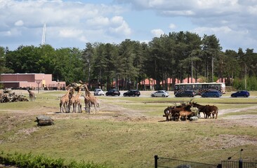 Landscape view of Safari Park Beekse Bergen, in Netherlands.